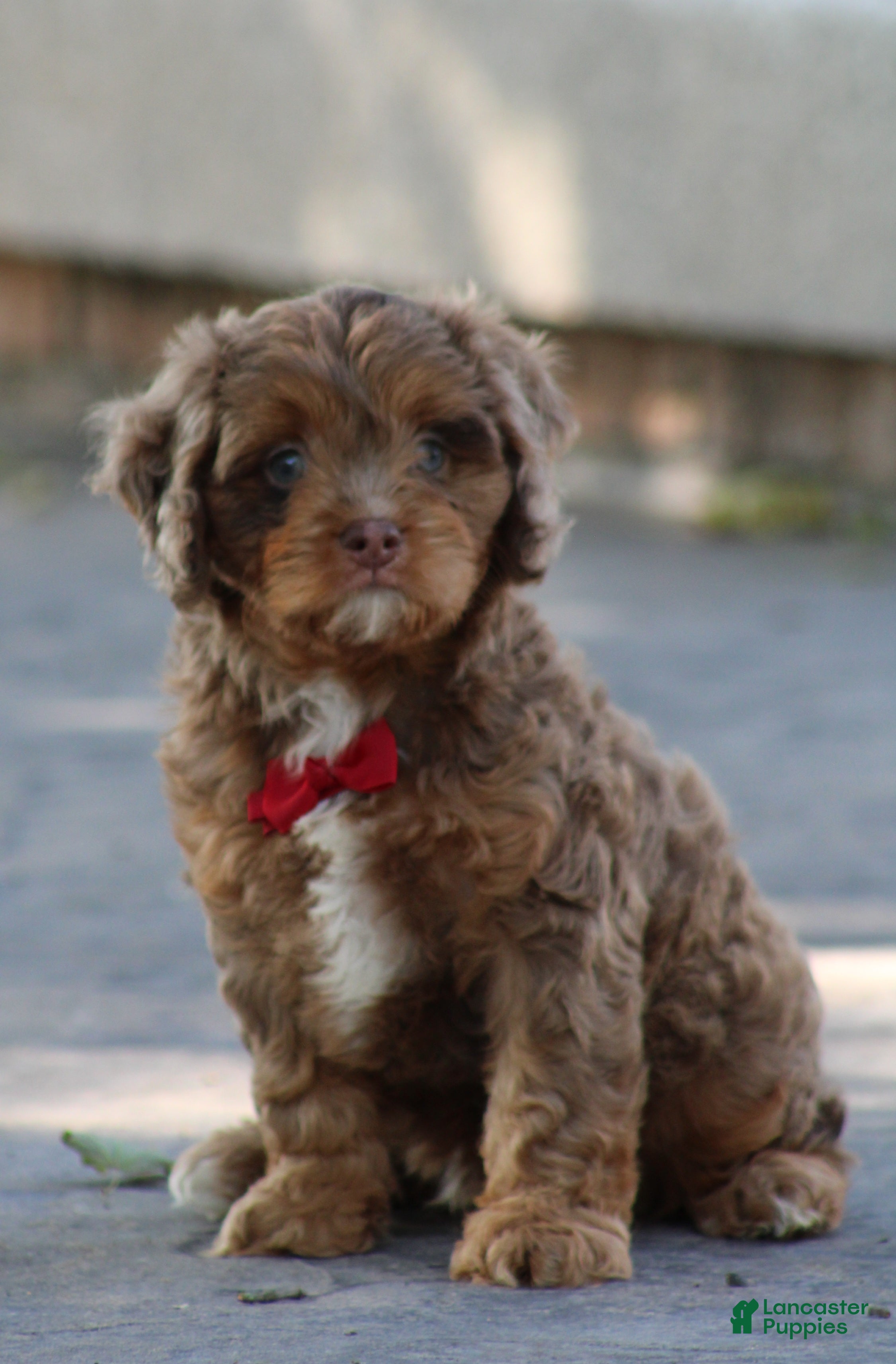 Cavapoo dogs Oliver - Ad 1