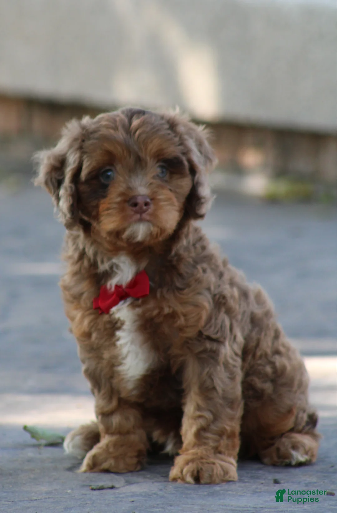 Cavapoo dogs for sale: Oliver - Ad 1