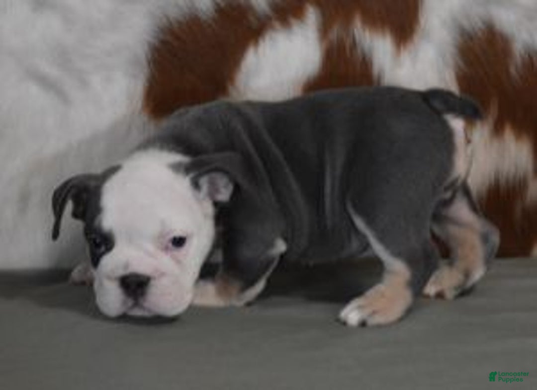 English Bulldog dogs for sale: BREE, FEMALE BLUE TRI - Ad 5