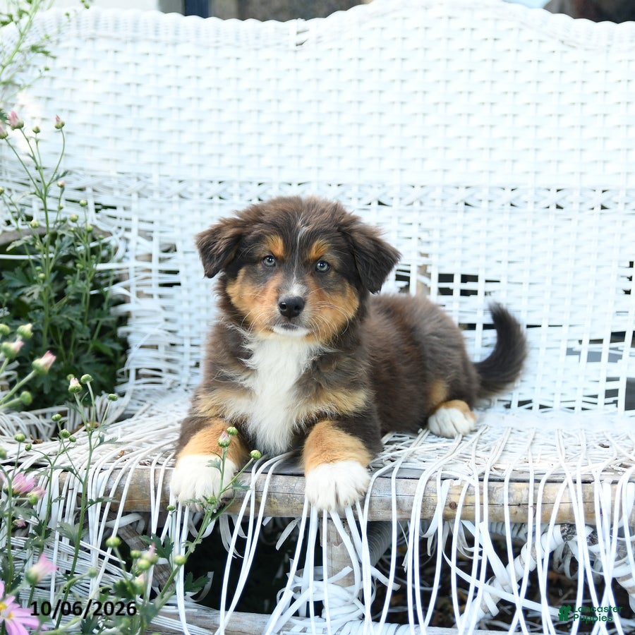 Australian Shepherd dogs Rain - Ad 2