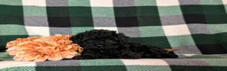 Cavapoo dogs for sale: Paris Hypoallergenic - Ad 8