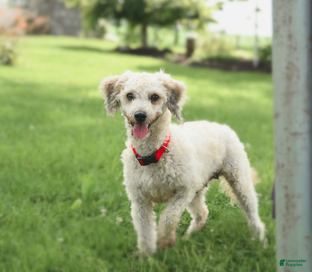 Cavapoo dogs for sale: River - Ad 4