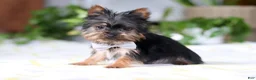 Yorkshire Terrier dogs for sale: Bruno - Ad 3