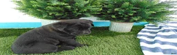 Mixed Breed dogs for sale: Sally - Ad 3