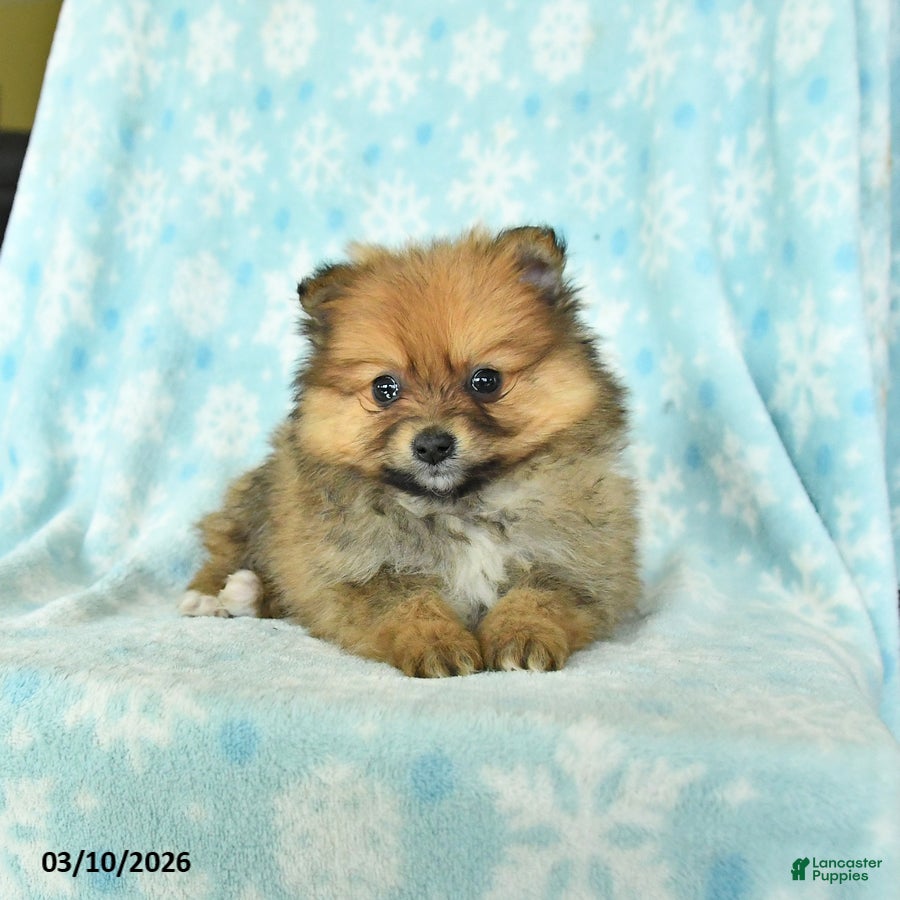 Pomeranian dogs Dusty - Ad 1