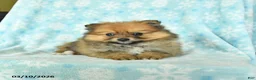 Pomeranian dogs for sale: Dusty - Ad 1