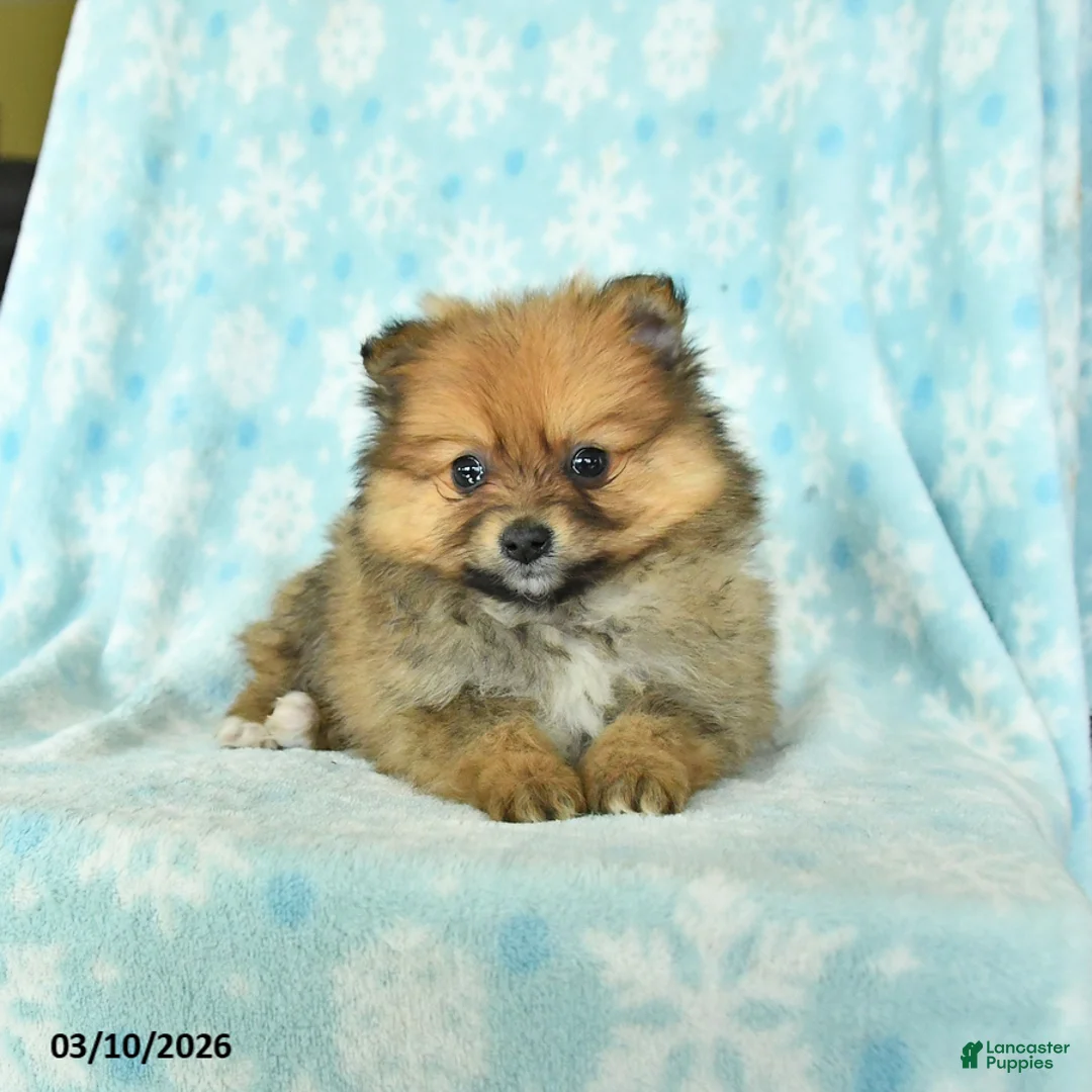 Pomeranian dogs for sale: Dusty - Ad 1