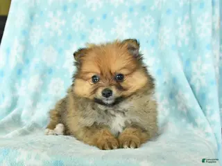 Pomeranian dogs for sale: Dusty - Ad 2