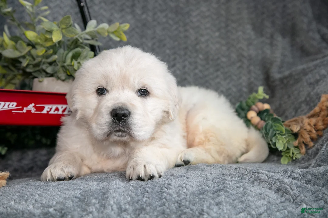 Golden Retriever dogs for sale: Charles  - Ad 3
