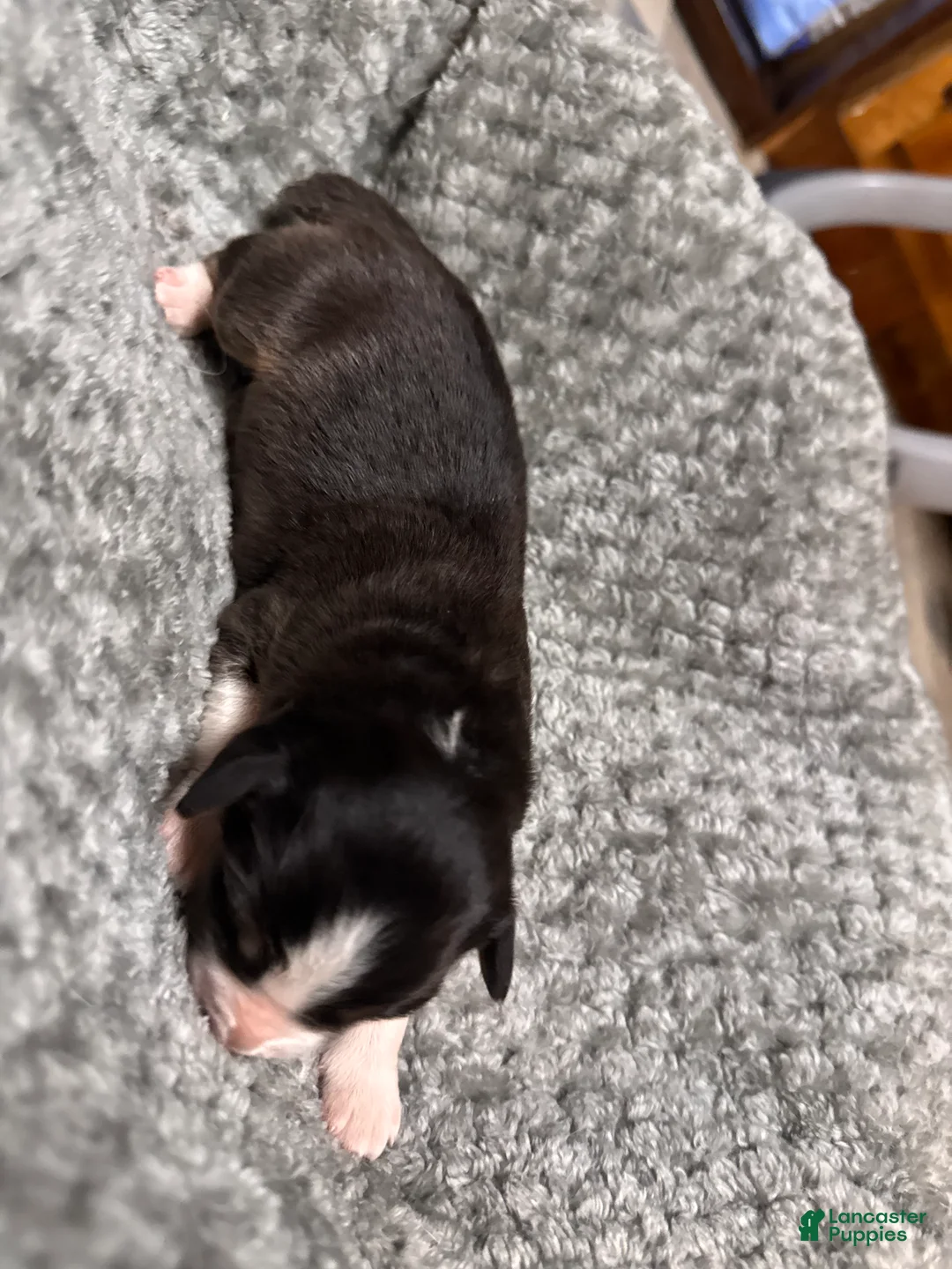 Australian Shepherd dogs for sale: Australian Shepherd 4 - Ad 2