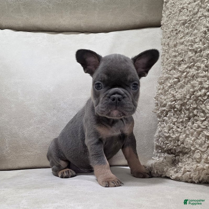 French Bulldog dogs Finley - Ad 10