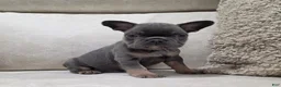 French Bulldog dogs for sale: Finley - Ad 1