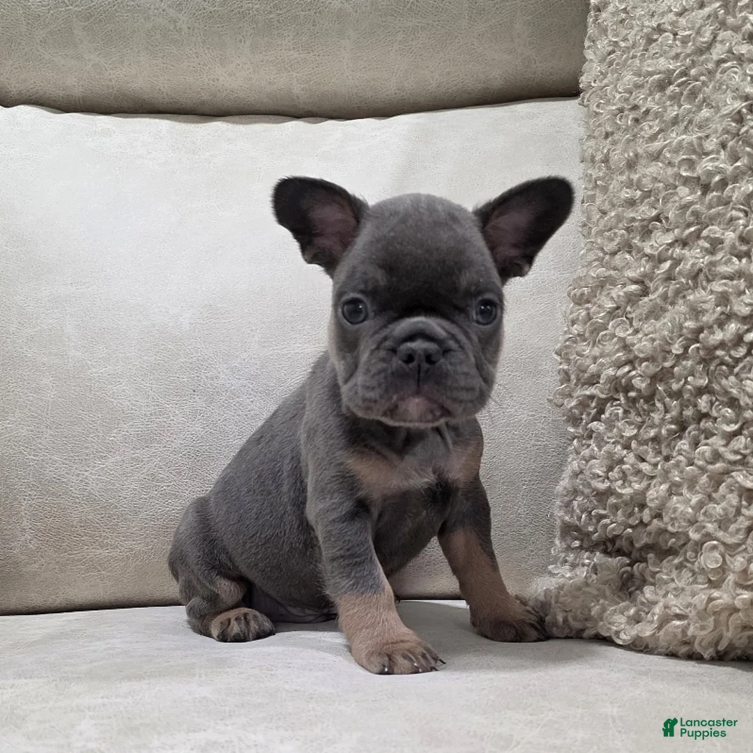French Bulldog dogs for sale: Finley - Ad 1