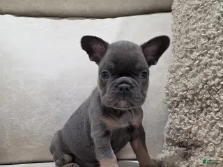 French Bulldog dogs Finley - Ad 10