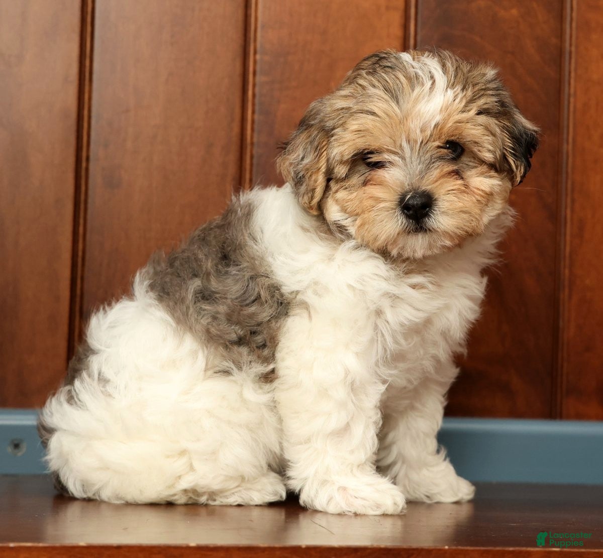 Yorkiepoo dogs Sadie - Ad 2