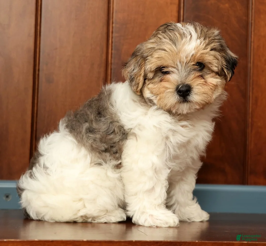 Yorkiepoo dogs for sale: Sadie - Ad 2