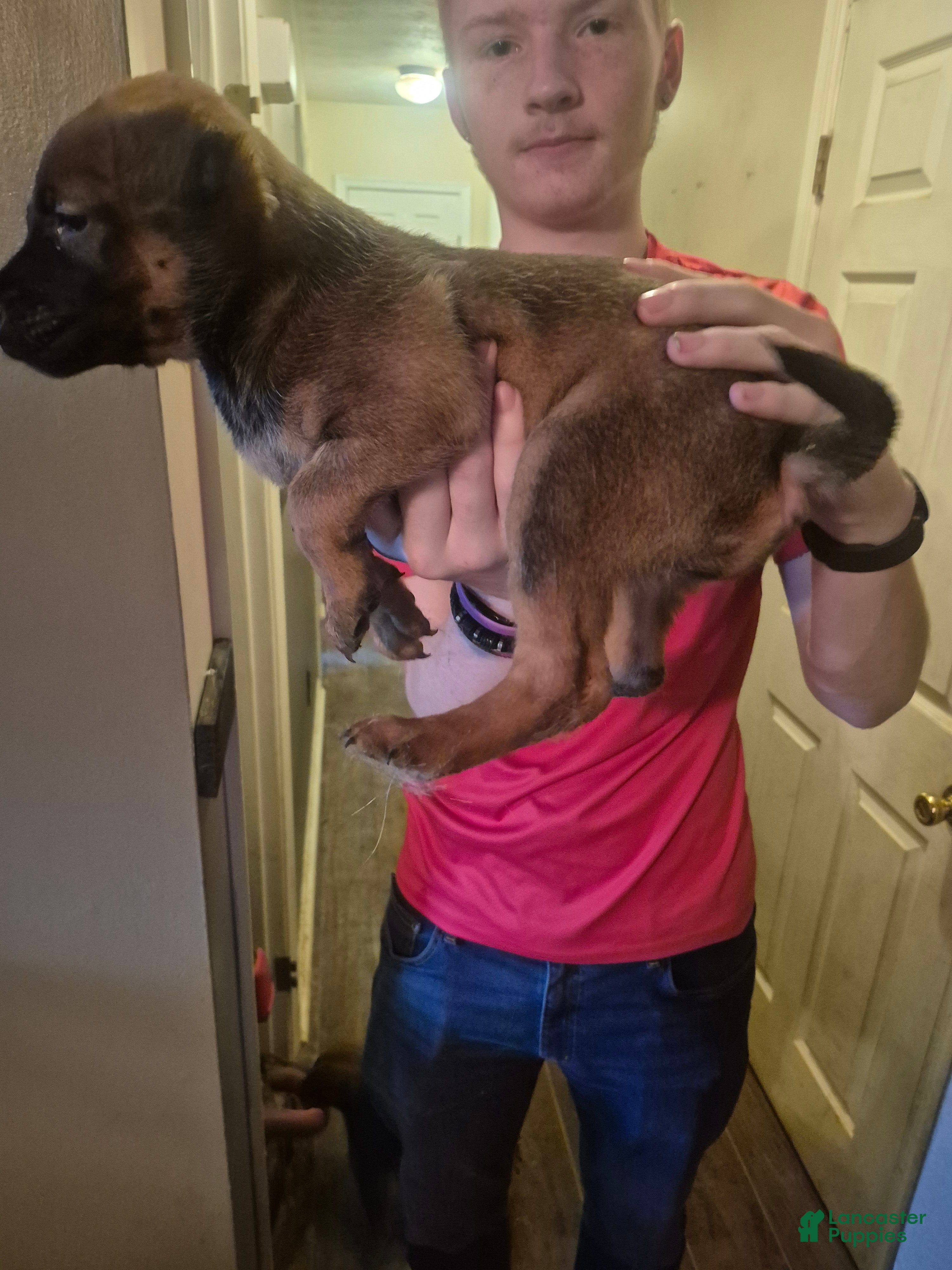 Mixed Breed dogs Mixed Breed 2 - Ad 36