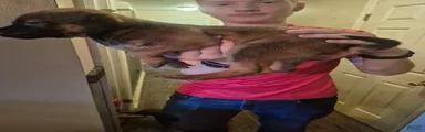 Mixed Breed 2