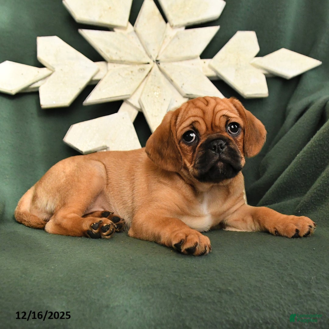 Mixed Breed dogs for sale: Rosie - Ad 4