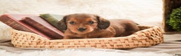 Miniature Dachshund dogs for sale: Gingerbread - Ad 2