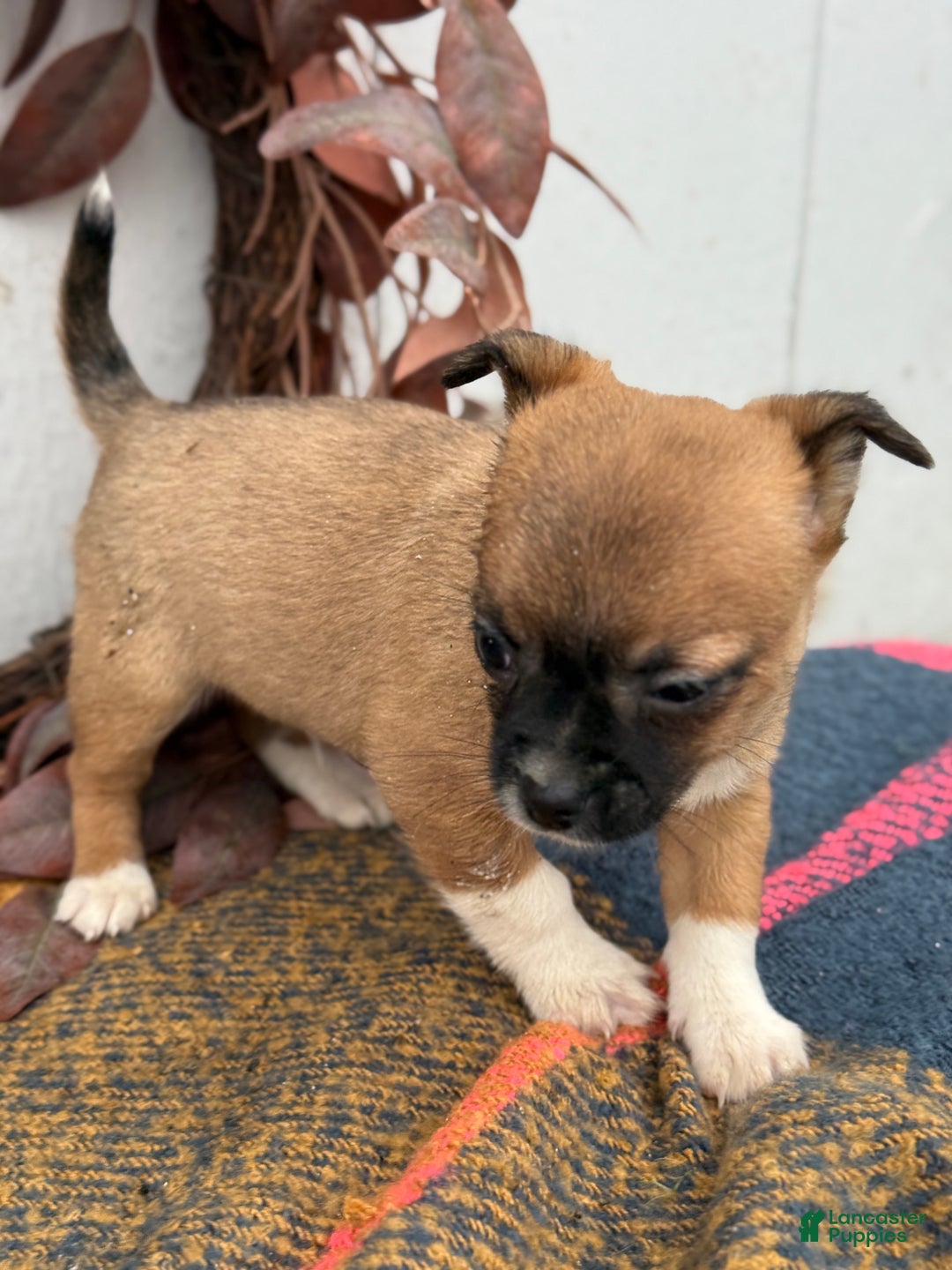 Chihuahua dogs for sale: Bandit - Ad 9