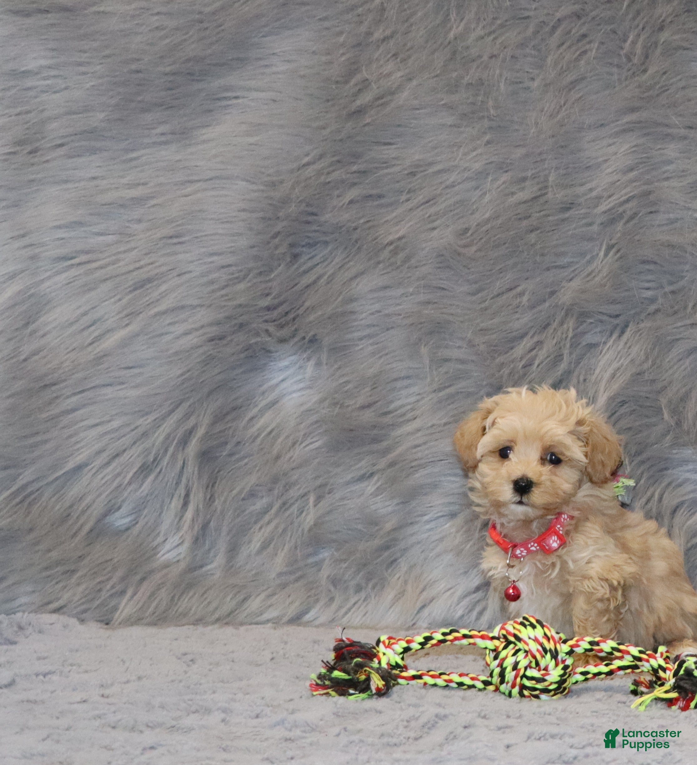 Havapoo dogs for sale: Peggy 🌷 Toy/Minature - Ad 1