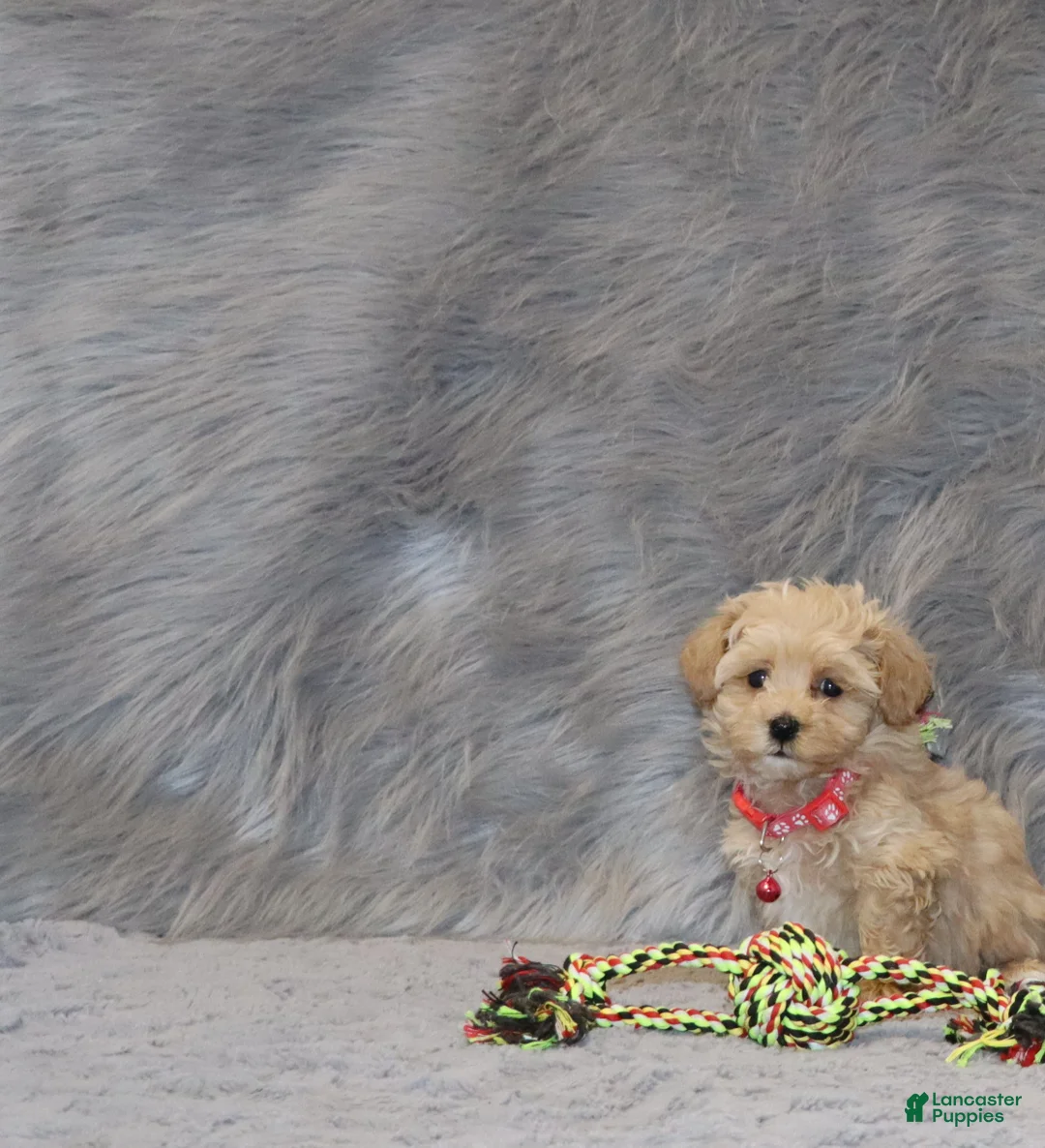 Havapoo dogs for sale: Peggy 🌷 Toy/Minature - Ad 1