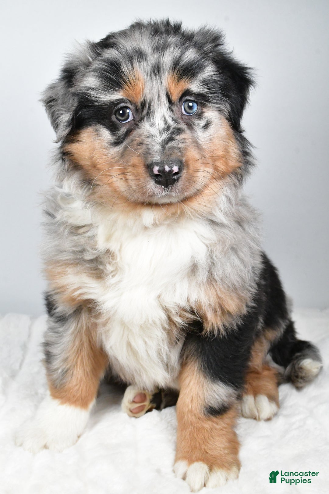 Australian Shepherd dogs for sale: Diesel - Ad 6