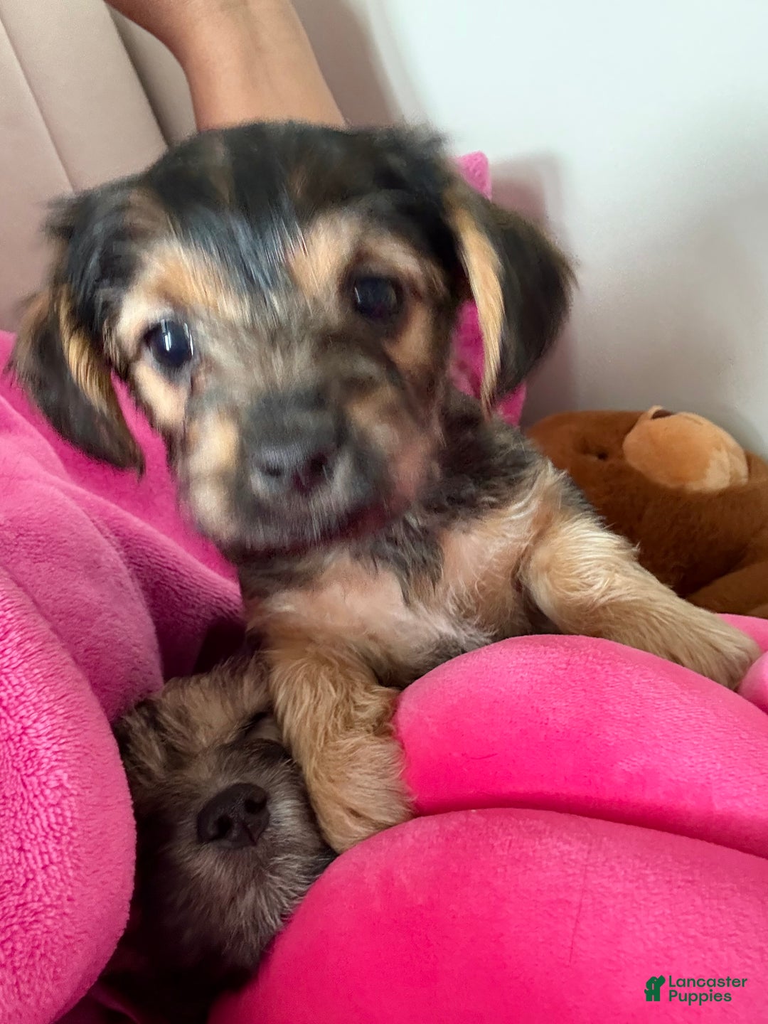 Morkie dogs for sale: Ashton - Ad 2