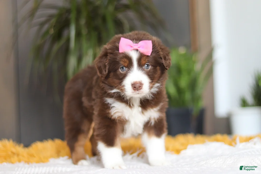 Australian Shepherd dogs for sale: Digger - Ad 3