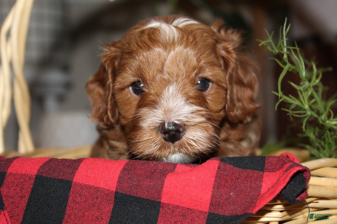 Cavapoo dogs for sale: Jingle - F1B Cavapoo Male - Ad 5
