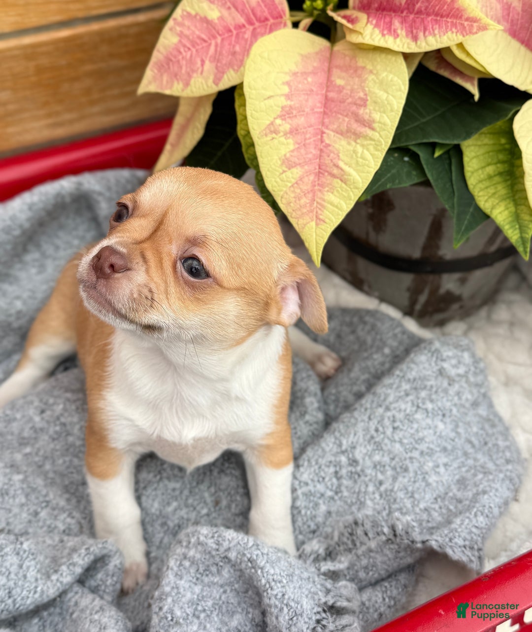 Chihuahua dogs for sale: Crystal - Ad 3