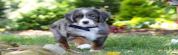 Mini Bernedoodle dogs for sale: Easton - Ad 8