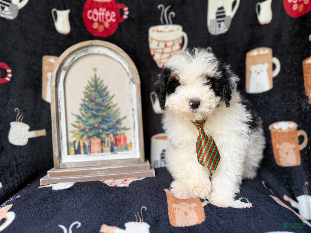 Yorkiepoo dogs for sale: Grinch - Ad 8