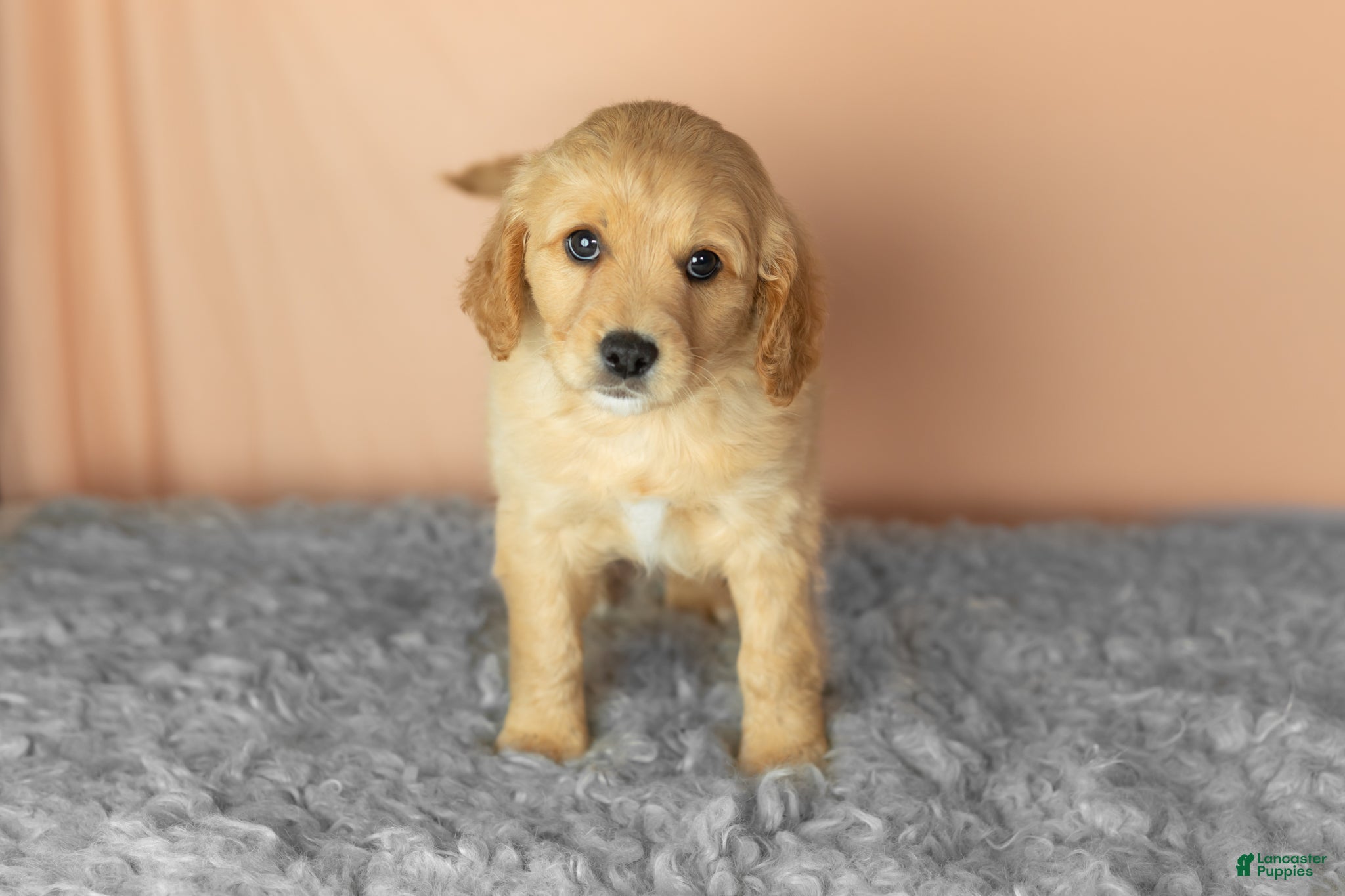Mixed Breed dogs Brooks  - Ad 26
