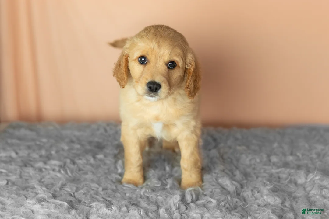 Mixed Breed dogs for sale: Brooks  - Ad 1
