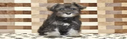 Miniature Schnauzer dogs for sale: Echo - Ad 3