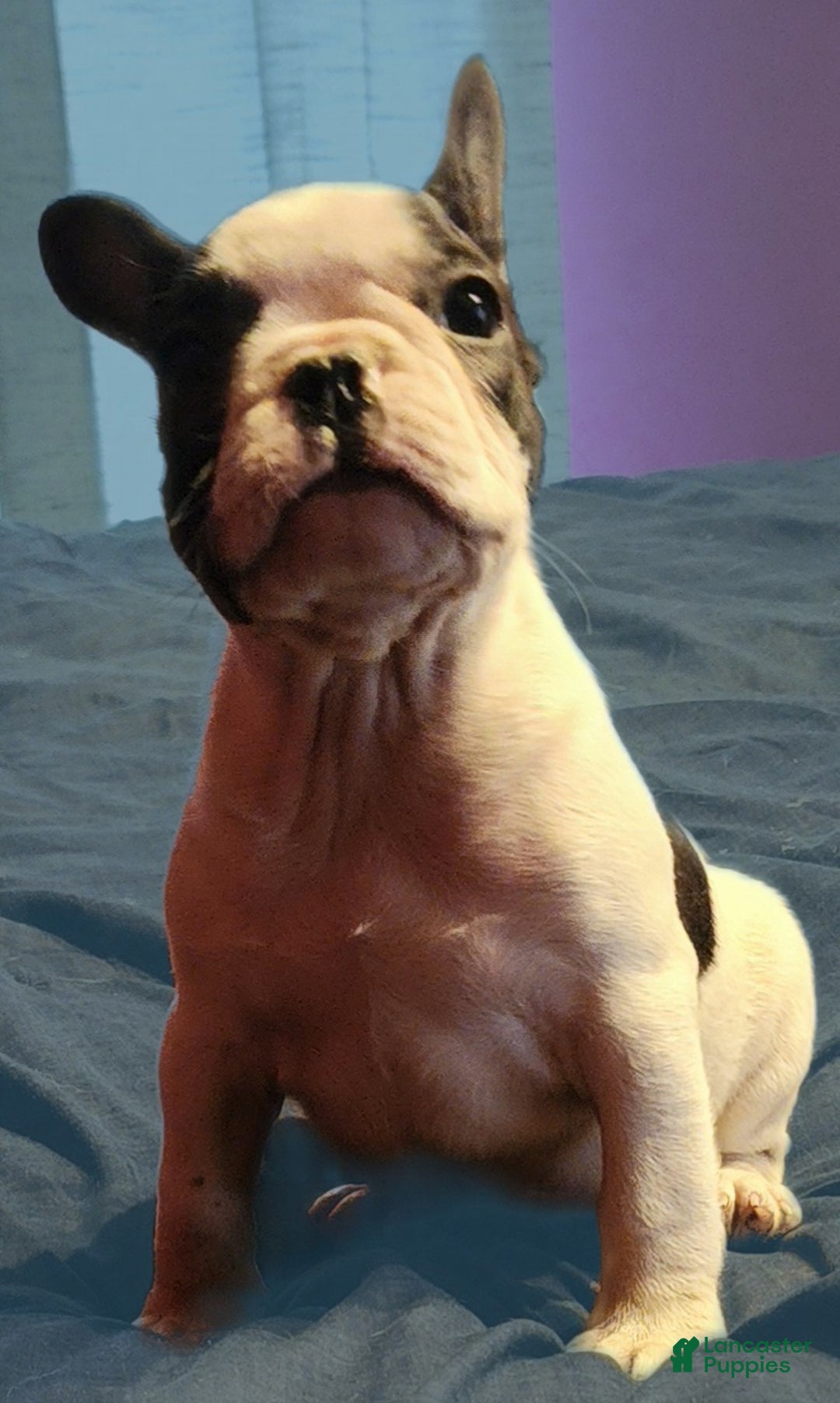 French Bulldog dogs for sale: Black and white pied - Ad 5