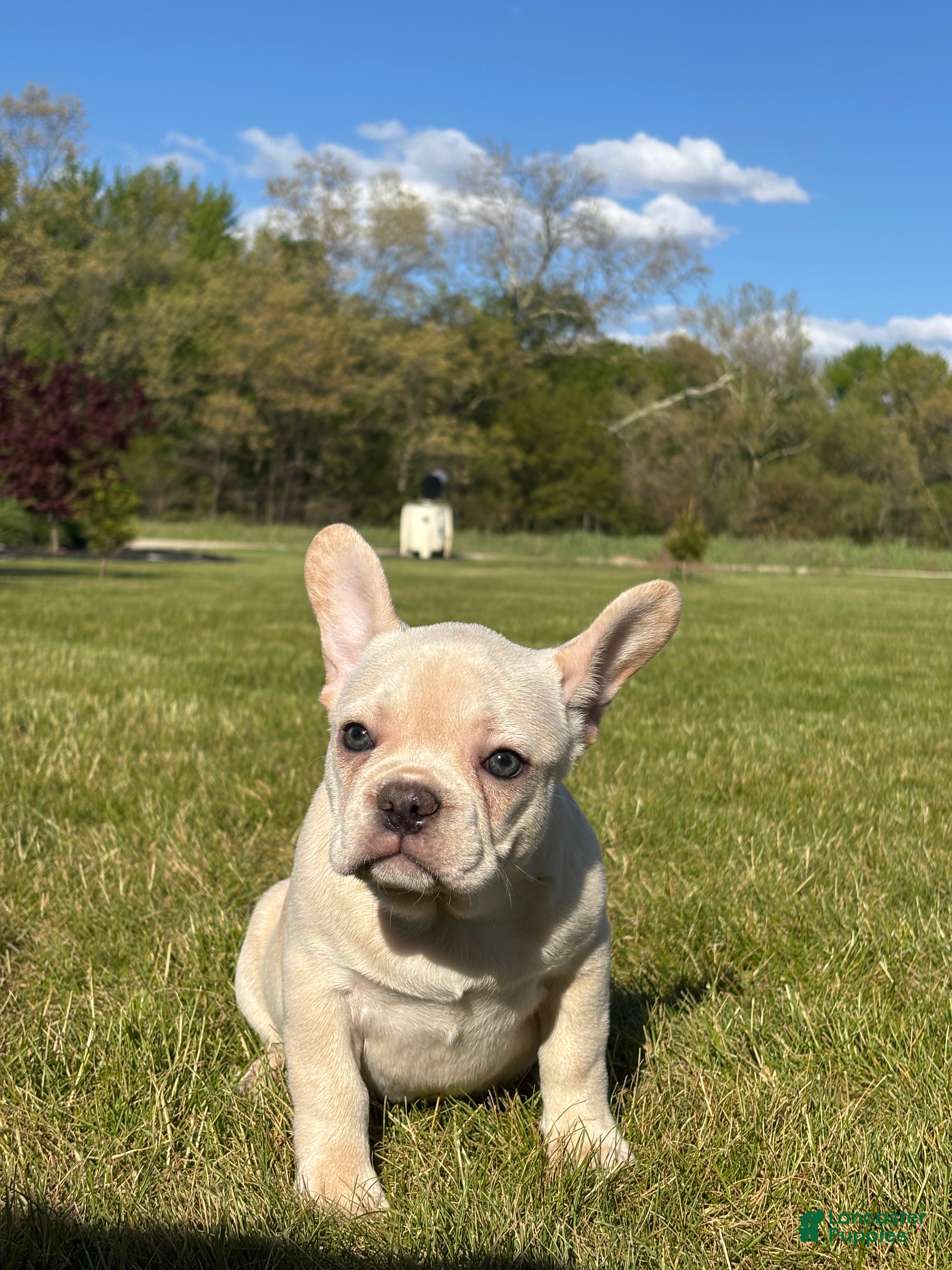 French Bulldog dogs Hazel - Ad 2