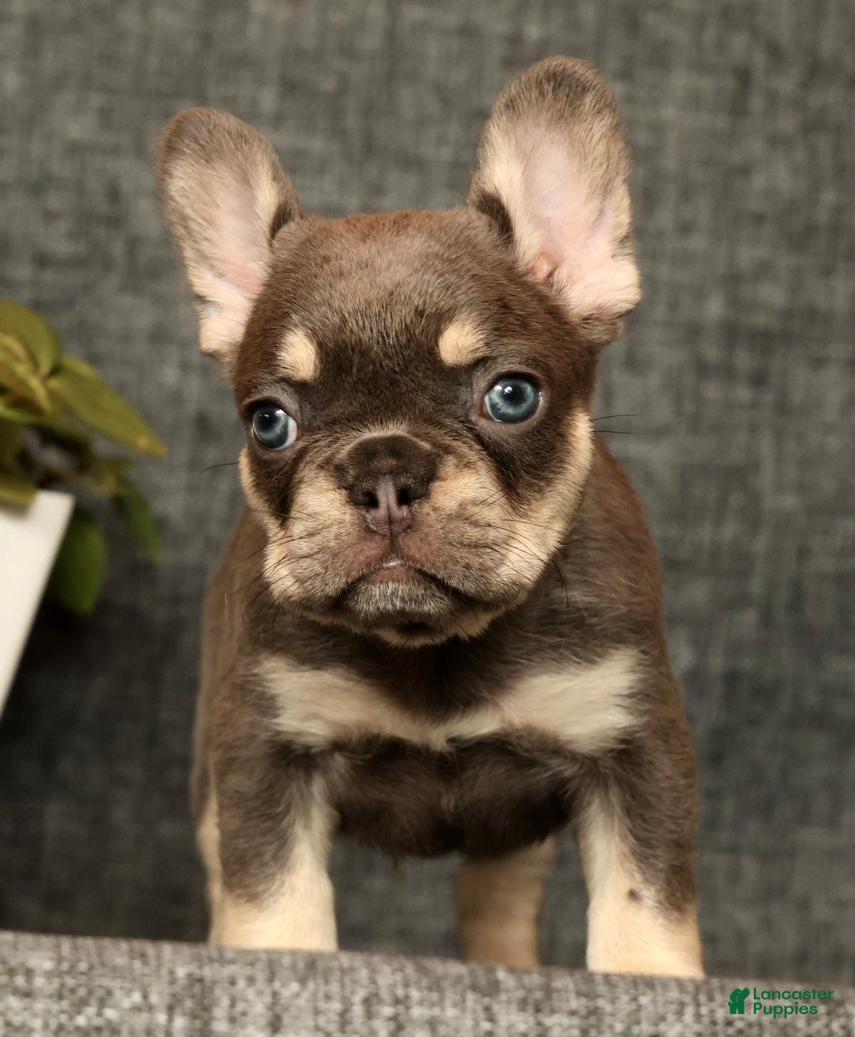 French Bulldog dogs for sale: Leo - Ad 46
