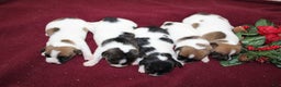 Jack Russell Terrier dogs for sale: AlmondJoy - Ad 7