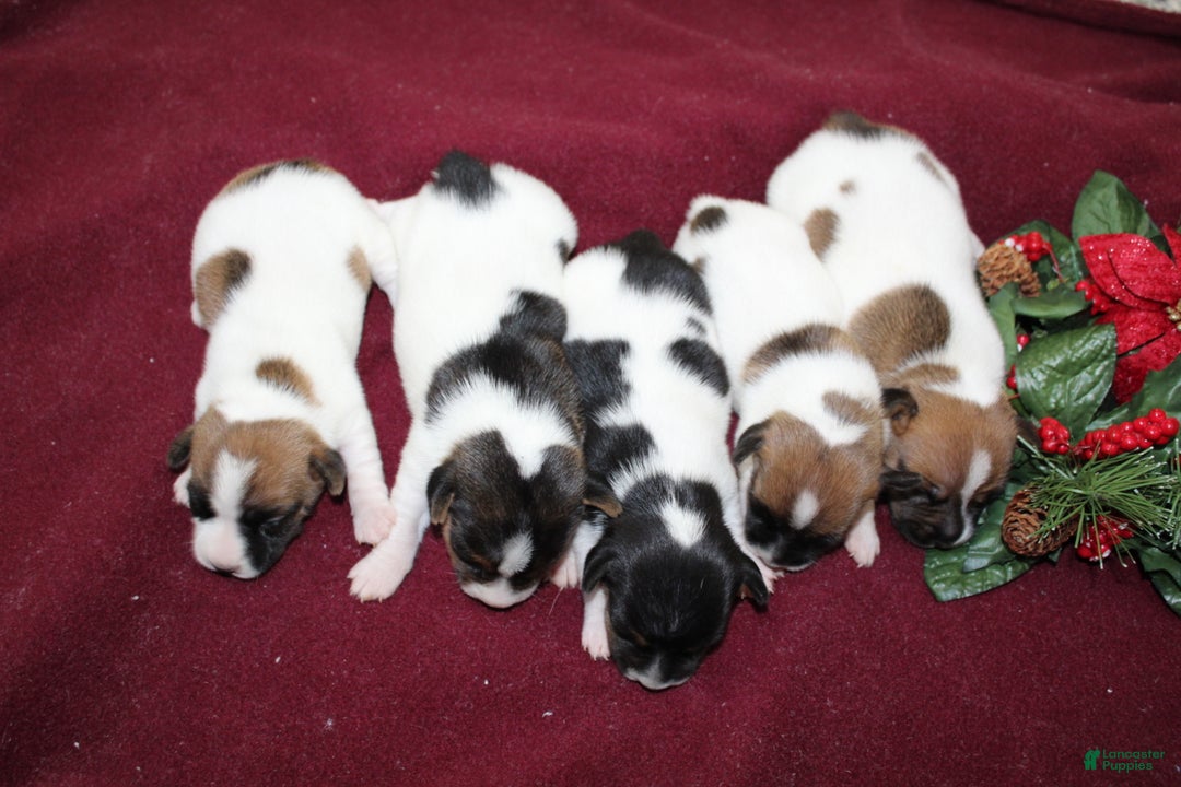Jack Russell Terrier dogs for sale: AlmondJoy - Ad 7
