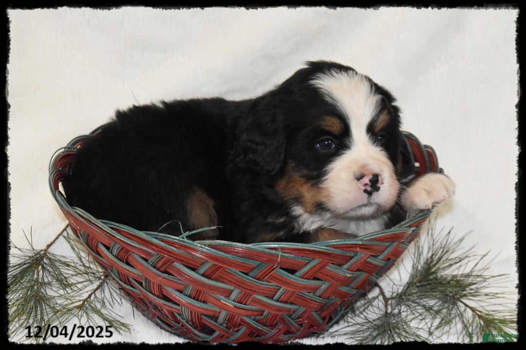 Bernese Mountain Dog dogs for sale: Tesla - Ad 2