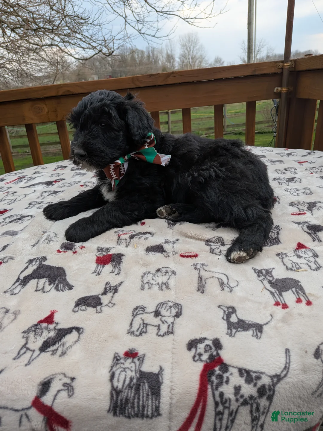 Bordoodle dogs for sale: Bordoodle Puppy 4 - Ad 18