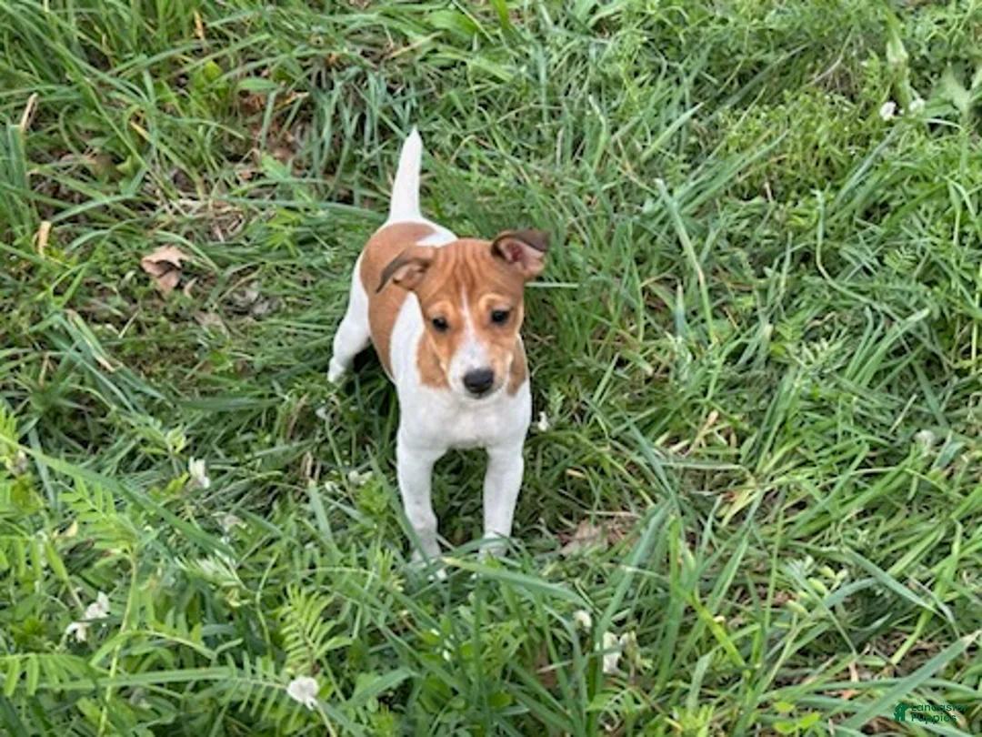 Jack Russell Terrier dogs for sale: Jack Russell Terrier Girl 1 - Ad 2