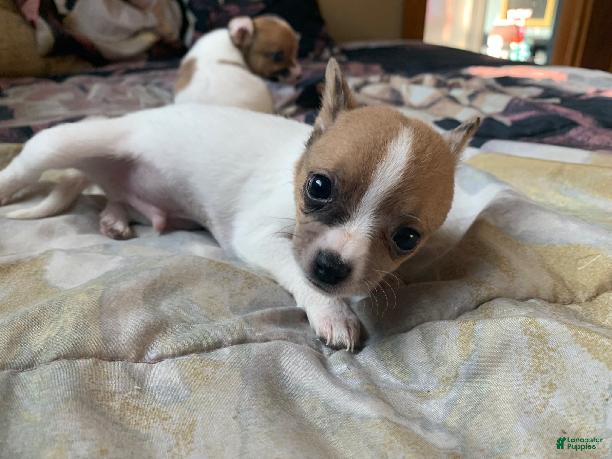 Chihuahua dogs Chihuahua 1 - Ad 2