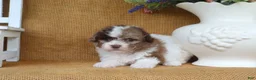 Toy Poodle dogs for sale: Dylan - Ad 3