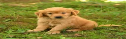 Golden Retriever dogs for sale: Dalton - Ad 4