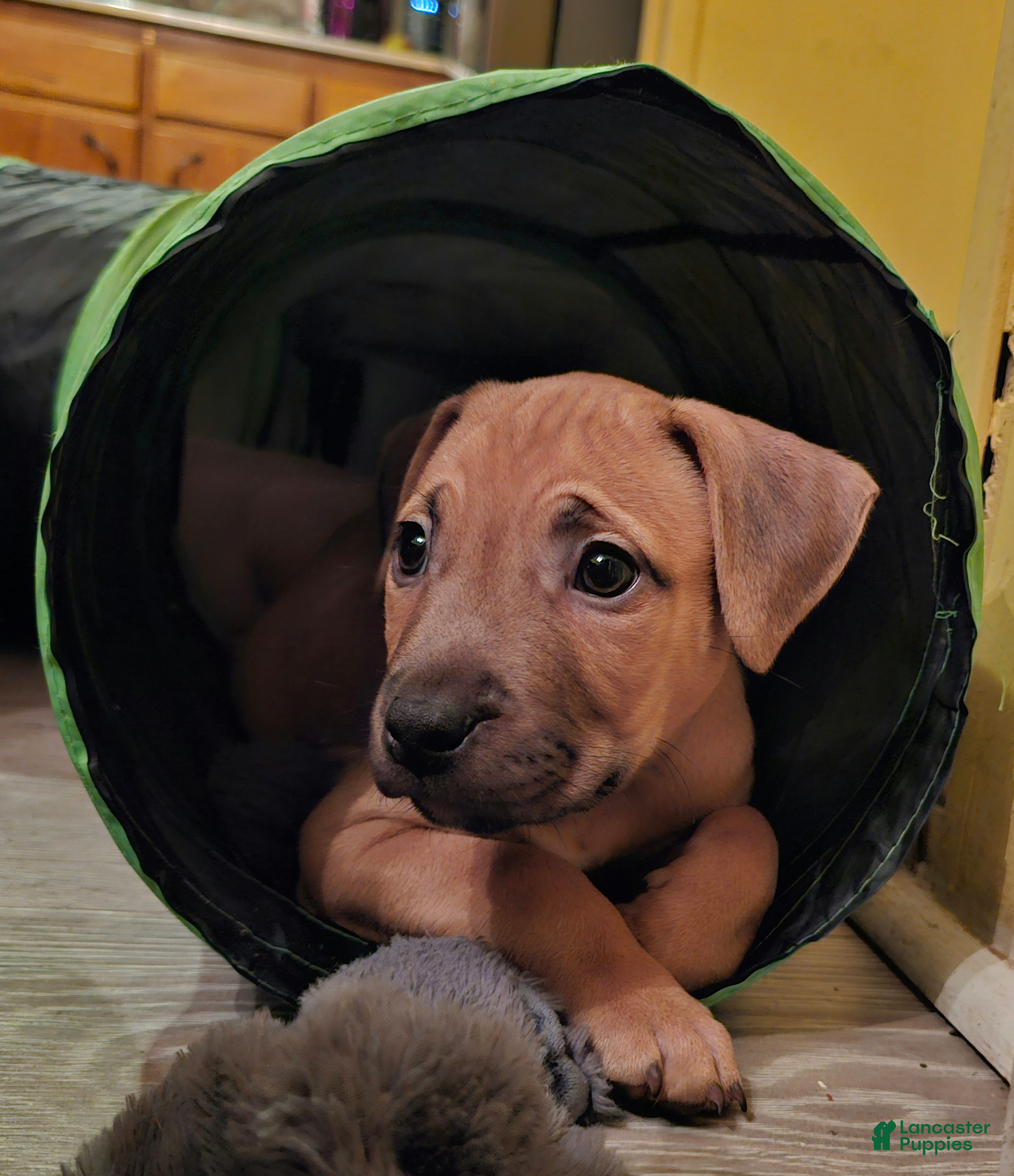 American Bully dogs for sale: Melody - Ad 8