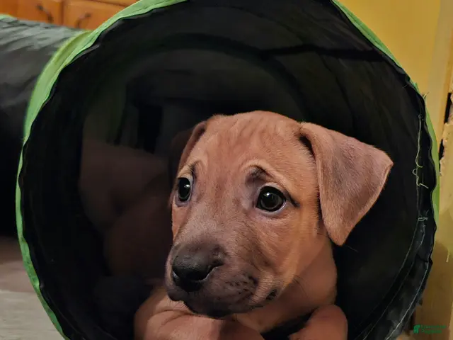American Bully dogs for sale: Melody - Ad 8